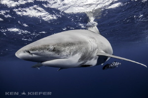 Oceanic Whitetip in for her closeup! by Ken Kiefer 